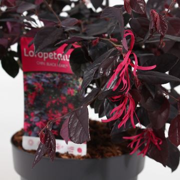 Loropetalum chinense BLACK PEARL