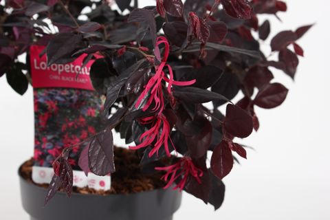 Loropetalum chinense BLACK PEARL