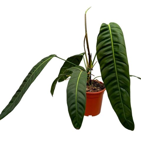 Philodendron patriciae (JM plants)