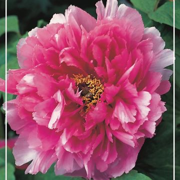 Paeonia suffruticosa 'Rou Fu Rong'