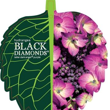 Hydrangea macrophylla BLACK DIAMONDS DARK ANGEL PURPLE