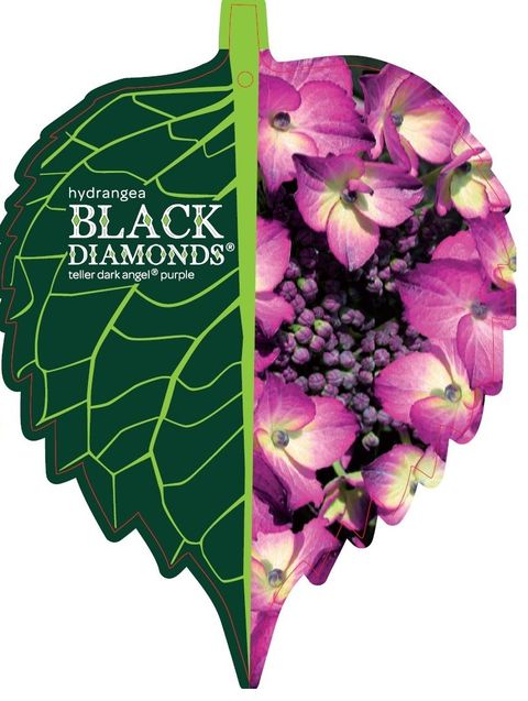 Hydrangea macrophylla BLACK DIAMONDS DARK ANGEL PURPLE