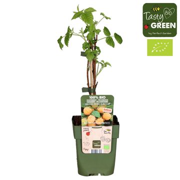 Rubus idaeus TWOTIMER SUGANA YELLOW