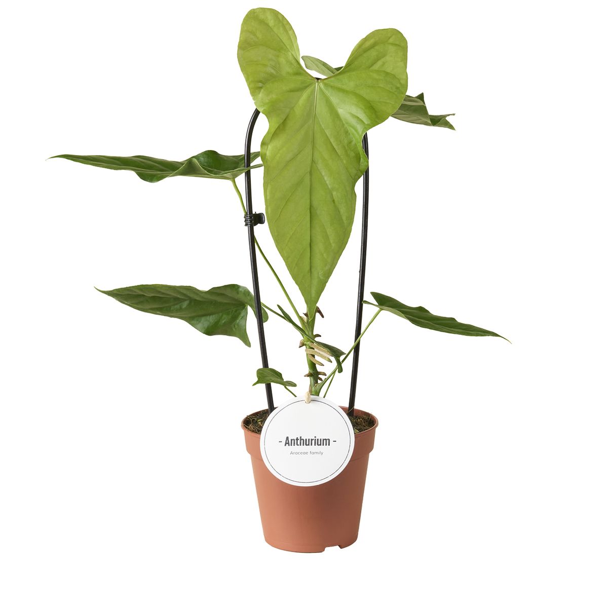 Anthurium balaoanum  Plant Wholesale FlorAccess