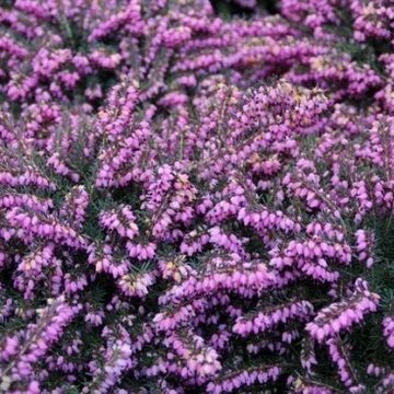 Erica x darleyensis 'Kramer's Rote'