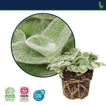 Tradescantia zebrina 'Velvet Hill'