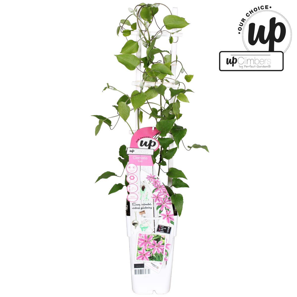 Clematis yuan plant wholesale floraccess