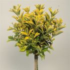 Euonymus japonicus 'Ауреус'