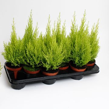 Cupressus macrocarpa 'Goldcrest Wilma'