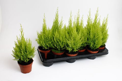 Cupressus macrocarpa 'Goldcrest Wilma'