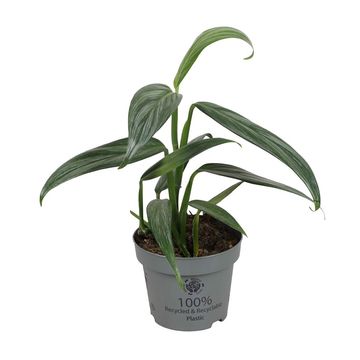 Epipremnum amplissimum SILVER STRIPE