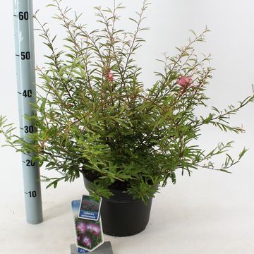 Calliandra surinamensis