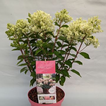 Hydrangea paniculata PINKLIGHT