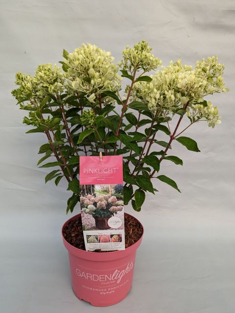 Hydrangea paniculata PINKLIGHT