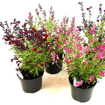 Salvia x jamensis MAGICAL RIVER MIX