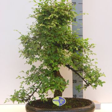 Zelkova serrata