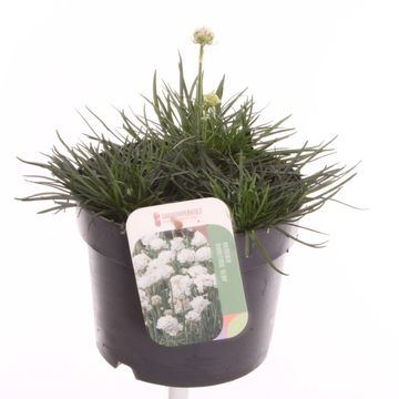 Armeria maritima 'Alba'