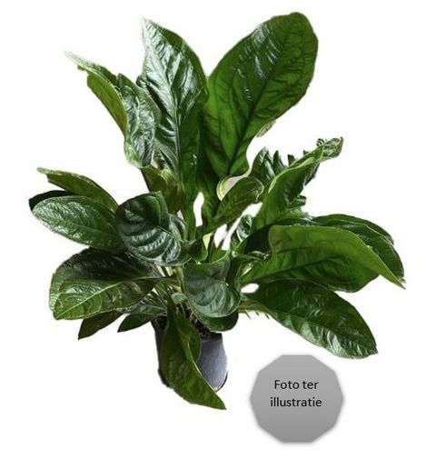 Anthurium BOTANICAL KING