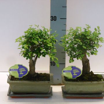 Zelkova serrata
