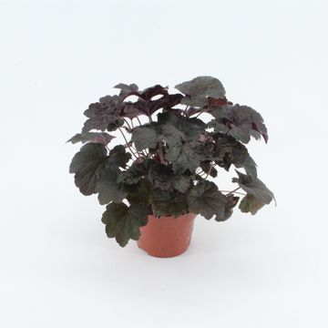 Heuchera micrantha 'Palace Purple'