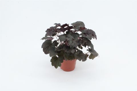 Heuchera micrantha 'Palace Purple'