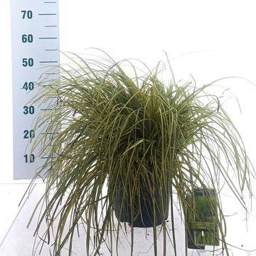 Carex oshimensis EVERCOLOR EVERORO