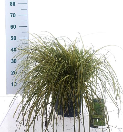 Carex oshimensis EVERCOLOR EVERORO