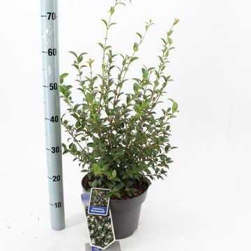 Osmanthus x burkwoodii