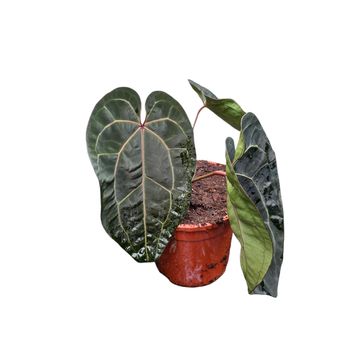 Anthurium 'Ace of Spades'