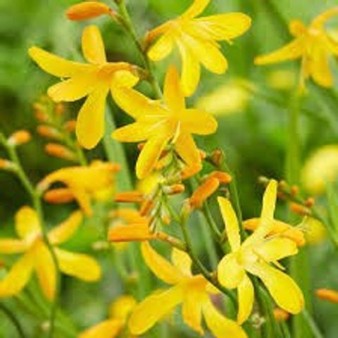 Crocosmia 'Walberton Yellow'