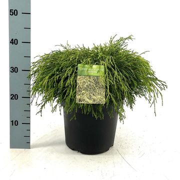 Chamaecyparis pisifera 'Sungold'