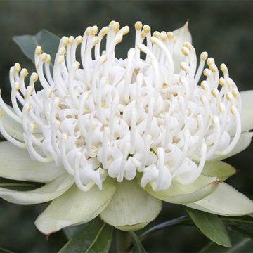 Telopea SHADY LADY WHITE