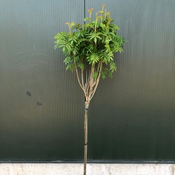 Sorbus aucuparia AUTUMN SPIRE