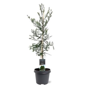 Taxodium distichum