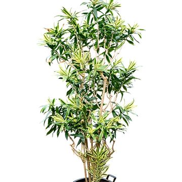 Dracaena reflexa 'Song of Sri Lanka'