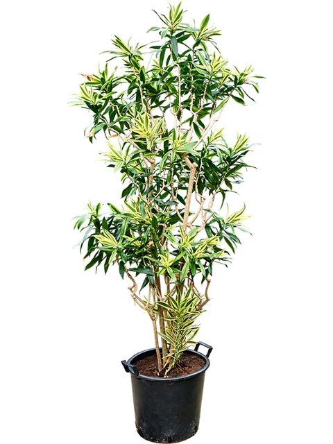 Dracaena reflexa 'Song of Sri Lanka'