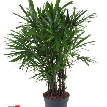 Rhapis excelsa