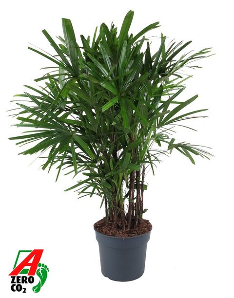Rhapis excelsa