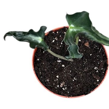 Alocasia 'Loco'