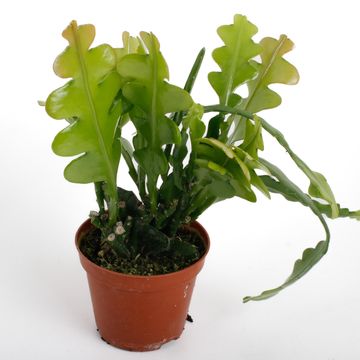 Epiphyllum anguliger