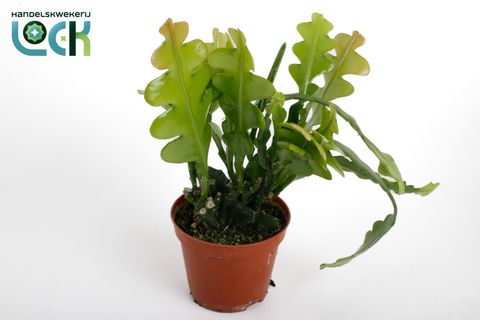 Epiphyllum anguliger