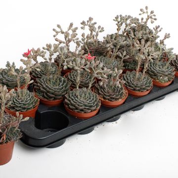 Echeveria secunda