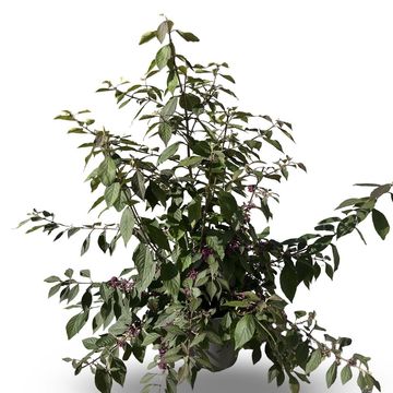 Callicarpa bodinieri 'Profusion'