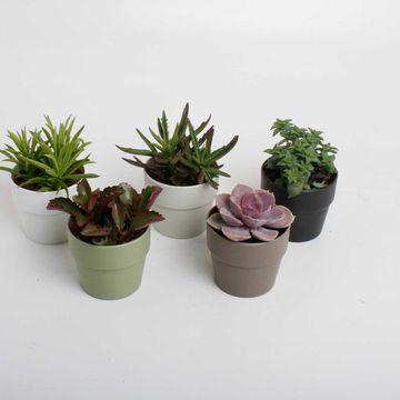 Suckulenter MIX IN POT