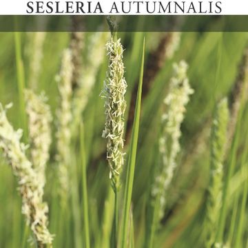 Sesleria autumnalis