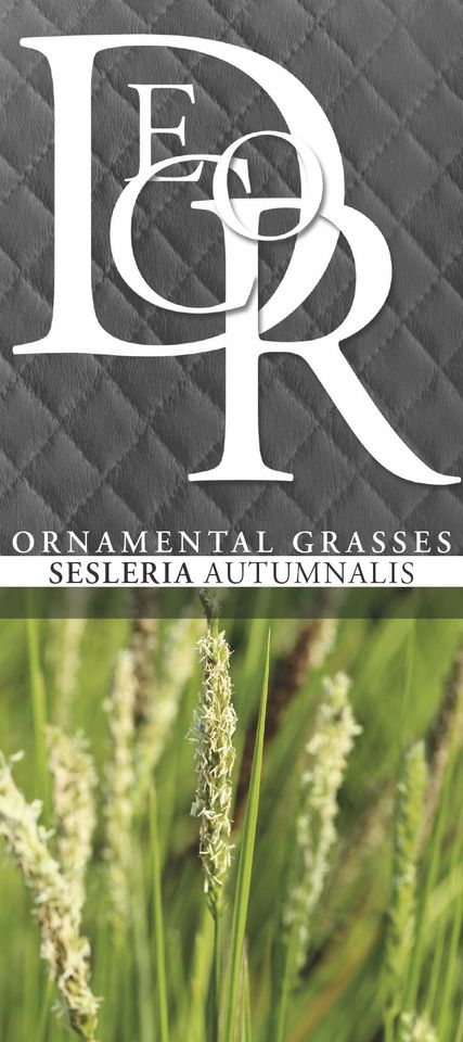 Sesleria autumnalis