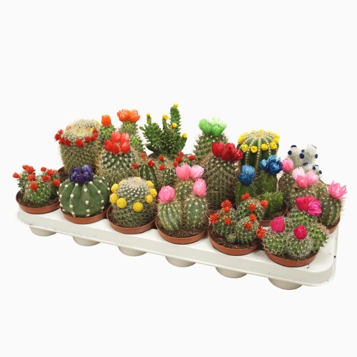 Cactus MIX