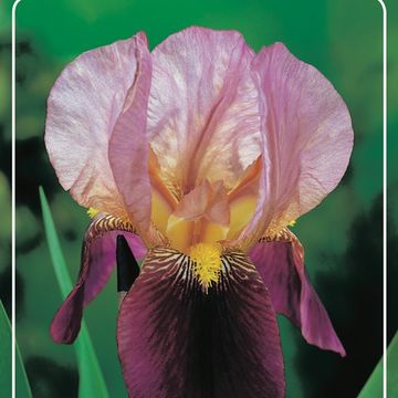 Iris 'Indian Chief'