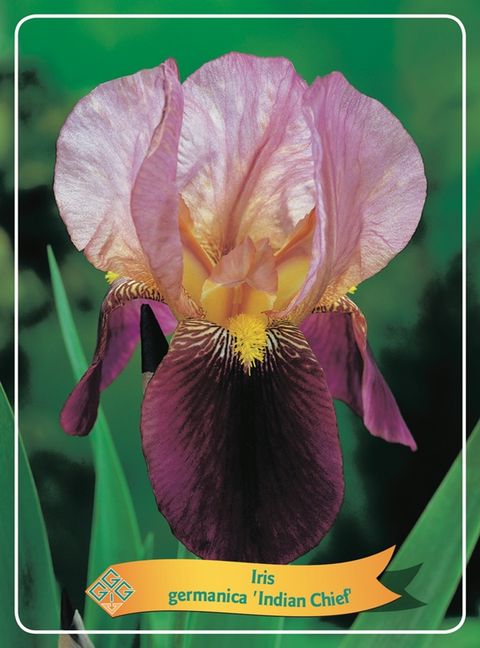 Iris 'Indian Chief'