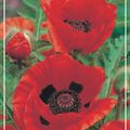 Papaver orientale 'Goliath'